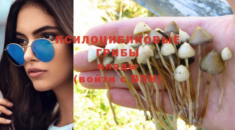 Псилоцибиновые грибы Psilocybine cubensis  Змеиногорск 